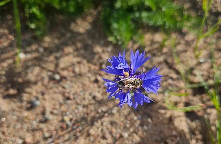 Ett bi sitter på en blåklints blomma. Sandig jord i bakgrunden. 